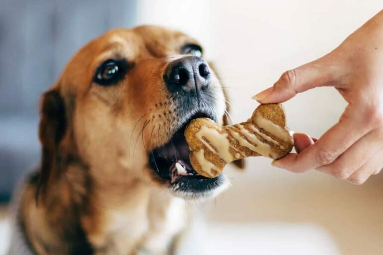 Boutique ecommerce canine friandises naturelles ou industrielles quelles-differences pour votre chien
