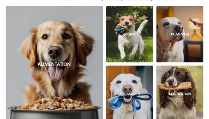 Boutique canine etude de cas - accueil
